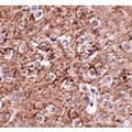 IL16 Antibody - Immunohistochemistry of IL-16 in mouse brain tissue with IL-16 antibody at 2.5 µg/mL.