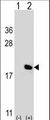 IL17A Antibody - Western blot of IL17A (arrow) using rabbit polyclonal IL17A Antibody. 293 cell lysates (2 ug/lane) either nontransfected (Lane 1) or transiently transfected (Lane 2) with the IL17A gene.