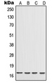 IL17A Antibody - Western blot analysis of IL-17 expression in A20 (A); THP1 (B); Raw264.7 (C); H9C2 (D) whole cell lysates.