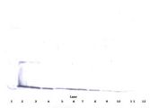 IL17A Antibody - Western Blot (reducing) of IL-17 antibody. This image was taken for the unconjugated form of this product. Other forms have not been tested.