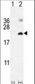 IL17F Antibody - Western blot of IL17F (arrow) using rabbit polyclonal IL17F Antibody. 293 cell lysates (2 ug/lane) either nontransfected (Lane 1) or transiently transfected with the IL17F gene (Lane 2).