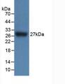 IL17RC Antibody - Western Blot; Sample: Recombinant IL17RC, Mouse.