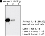 IL18 Antibody