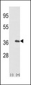 IL1A / IL-1 Alpha Antibody - Western blot of IL1A (arrow) using rabbit polyclonal IL1A-pS87. 293 cell lysates (2 ug/lane) either nontransfected (Lane 1) or transiently transfected with the IL1A gene (Lane 2) (Origene Technologies).