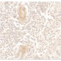 IL1F10 Antibody - Immunohistochemistry of IL-1F10 in human spleen tissue with IL-1F10 antibody at 5 µg/mL.