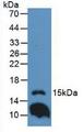 IL1F9 Antibody - Western Blot; Sample: Mouse Lung Tissue.