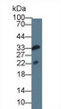 IL1F9 Antibody - Western Blot; Sample: Rat Serum; Primary Ab: 3µg/ml Mouse Anti-Mouse IL1F9 Antibody Second Ab: 0.2µg/mL HRP-Linked Caprine Anti-Mouse IgG Polyclonal Antibody