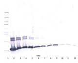 IL2 Antibody - Western Blot (reducing) of IL-2 antibody. This image was taken for the unconjugated form of this product. Other forms have not been tested.