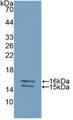 IL23 Antibody - Western Blot; Sample: Recombinant IL23, Human.