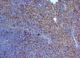 IL23R Antibody - Immunohistochemistry of paraffin-embeddedi mouse spleen stained with Goat anti-human IL-23 Receptor