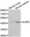 IL2RG / CD132 Antibody - Western blot analysis of extracts of various tissues.