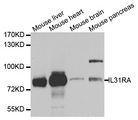IL31RA Antibody - Western blot analysis of extracts of various cell lines.