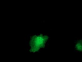 IL36A Antibody - Anti-IL1F6 mouse monoclonal antibody  immunofluorescent staining of COS7 cells transiently transfected by pCMV6-ENTRY IL1F6.