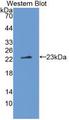 IL37 Antibody - Western Blot ;Sample: Recombinant IL1z, Human.