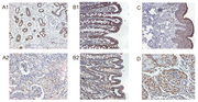 IL37 Antibody - Immunohistochemical staining of IL-37 in human kidney (A1), human colon (B1), human skin (C) and human stomach (D) using anti-IL-37 . Human kidney (A2) and human colon (B2) are stained with negative control anti-rabbit IgG.