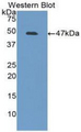 IL6 / Interleukin 6 Antibody - Western blot of recombinant IL6.  This image was taken for the unconjugated form of this product. Other forms have not been tested.