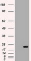 IL6 / Interleukin 6 Antibody - IL-6 antibody (2C9) at 1:500000 + recombinant human IL-6.