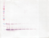 IL9 Antibody - Anti-Murine IL-9 Western Blot Reduced