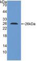 ILT2 / CD85 Antibody - Western Blot; Sample: Recombinant LILRB1, Human.