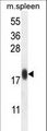 IMMP1L Antibody - IMMP1L Antibody western blot of mouse spleen tissue lysates (35 ug/lane). The IMMP1L antibody detected the IMMP1L protein (arrow).