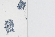 Left. Dog Pancreas stained with rabbit monoclonal antibody against synaptophysin and detected with ImmPRESS™ VR HRP Anti-Rabbit IgG and Vector® SG Substrate. Right: No rabbit primary antibody negative control section displaying no background.