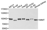 IMMT / Mitofilin Antibody - Western blot analysis of extracts of various cells.