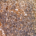 INADL / PATJ Antibody