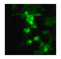 Influenza A H9N2 M1 Antibody - Immunofluorescence staining of influenza-infected MDCK cells using antibody at 1:10 dilution.