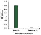 Influenza A Virus Hemagglutinin Antibody - Hemagglutinin antibody at 2 ug/ml specifically recognizes Avian H5N1 influenza virus but not seasonal influenza virus A H1N1 Hemagglutinin protein.