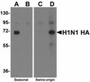 Antibody - Western blot of Hemagglutinin using recombinant seasonal Hemagglutinin (lanes A & B) and swine-origin Hemagglutinin (lanes C & D) with anti-seasonal Hemagglutinin antibody at 2 ug/ml (lanes A & C) and anti-swine-origin Hemagglutinin antibody at 2 ug/ml (lanes B & D). Below: Seasonal Influenza A Hemagglutinin antibody (2 ug/ml) recognizes seasonal influenza A (H1N1), and to a lesser extent swine-origin influenza A (S-OIV, H1N1), Hemagglutinin protein in ELISA. ELISA results using Seasonal H1N1 Hemagglutinin antibody at 1 ug/ml and the blocking and corresponding peptides at 50, 10, 2 and 0 ng/ml.