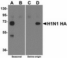 Antibody - Western blot of Hemagglutinin using recombinant seasonal Hemagglutinin (lanes A & B) and swine-origin Hemagglutinin (lanes C & D) with anti-seasonal Hemagglutinin antibody at 2 ug/ml (lanes A & C) and anti-swine-origin Hemagglutinin antibody at 2 ug/ml (lanes B & D). Below: Seasonal Hemagglutinin antibody at 2 ug/ml specifically recognizes seasonal influenza virus A H1N1 but not swine-origin influenza virus (S-OIV) A H1N1 Hemagglutinin protein. ELISA results using Seasonal H1N1 Hemagglutinin antibody at 1 ug/ml and the blocking and corresponding peptides at 50, 10, 2 and 0 ng/ml.