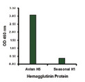 Antibody - Hemagglutinin antibody at 1 ug/ml specifically recognizes Avian H5N1 influenza virus but not seasonal influenza virus A H1N1 Hemagglutinin protein.