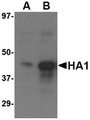 Antibody - Western blot of (A) 1 ng and (B) 5 ng of recombinant HA1 with Avian Influenza Hemagglutinin 3 antibody at 1 ug/ml.