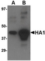 Antibody - Western blot of (A) 5 ng and (B) 25 ng of recombinant HA1 with Avian Influenza Hemagglutinin 4 antibody at 1 ug/ml.