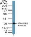 Influenza A Virus N1 Antibody - Western blot of Influenza A H1N1 NA in a partial recombinant fusion protein containing amino acids 320-334 using Peptide-affinity Purified Polyclonal Antibody to Influenza A H1N1 NA at 0.1 ug/ml. Goat anti-rabbit Ig HRP secondary antibody, and PicoTect ECL substrate solution, were used for this test.