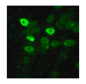Influenza A Virus Nucleoprotein Antibody - ICC Immunofluorescence staining of influenza-infected MDCK cells using antibody at 1:10 dilution.