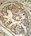INHA / Inhibin Alpha Antibody - INHA Antibody IHC of formalin-fixed and paraffin-embedded human testis tissue followed by peroxidase-conjugated secondary antibody and DAB staining.