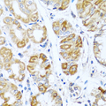 INHBC Antibody - Immunohistochemistry of paraffin-embedded human stomach tissue.