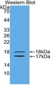 INHBE / Activin Antibody - Western blot of recombinant INHBE / Activin.  This image was taken for the unconjugated form of this product. Other forms have not been tested.