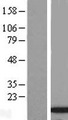 INIP / C9orf80 Protein - Western validation with an anti-DDK antibody * L: Control HEK293 lysate R: Over-expression lysate