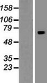 INO80B / PAPA-1 Protein - Western validation with an anti-DDK antibody * L: Control HEK293 lysate R: Over-expression lysate