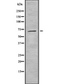 INPP5E Antibody - Western blot analysis INPP5E using K562 whole cells lysates