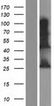 INS-IGF2 Protein - Western validation with an anti-DDK antibody * L: Control HEK293 lysate R: Over-expression lysate