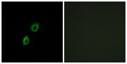 INSL4 Antibody - Immunofluorescence analysis of A549 cells, using INSL4 Antibody. The picture on the right is blocked with the synthesized peptide.