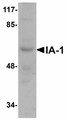 INSM1 Antibody - Western blot of IA-1 in rat thymus tissue lysate with IA-1 antibody at 1 ug/ml.