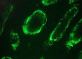 Integrin Alpha 3B/6B Antibody - Immunofluorescent staining on frozen section of human kidney