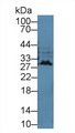 Interferon Alpha(IFNA) Ab(Cavia) Antibody - Western Blot; Sample: Cavia Cerebrum lysate; Primary Ab: 2µg/mL Rabbit Anti-Cavia IFNa Antibody Second Ab: 0.2µg/mL HRP-Linked Caprine Anti-Rabbit IgG Polyclonal Antibody