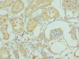 INTS10 Antibody - Immunohistochemistry of paraffin-embedded human kidney tissue at dilution 1:100