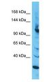 INTS2 / INT2 Antibody - INTS2 / INT2 antibody Western Blot of HepG2. Antibody dilution: 1 ug/ml.  This image was taken for the unconjugated form of this product. Other forms have not been tested.