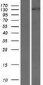 INTS2 / INT2 Protein - Western validation with an anti-DDK antibody * L: Control HEK293 lysate R: Over-expression lysate